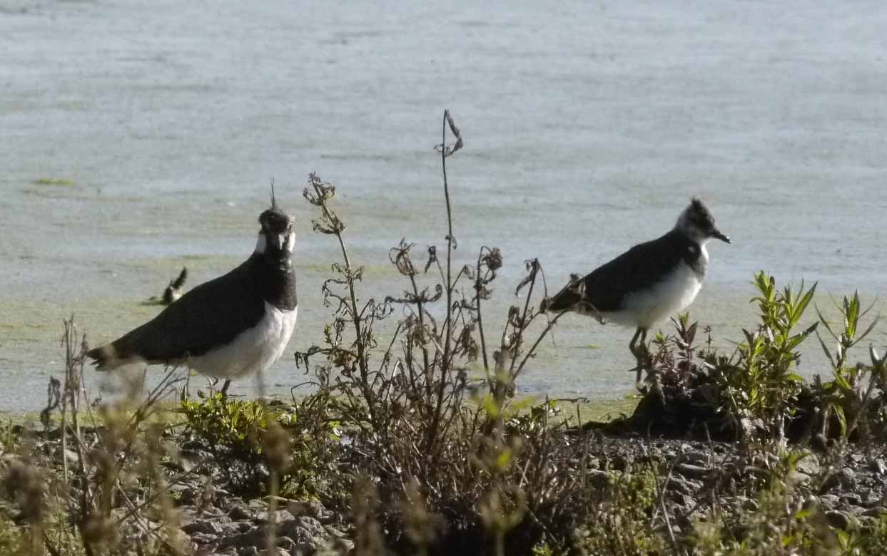 Lapwing and chick, Tack Piece, MJM