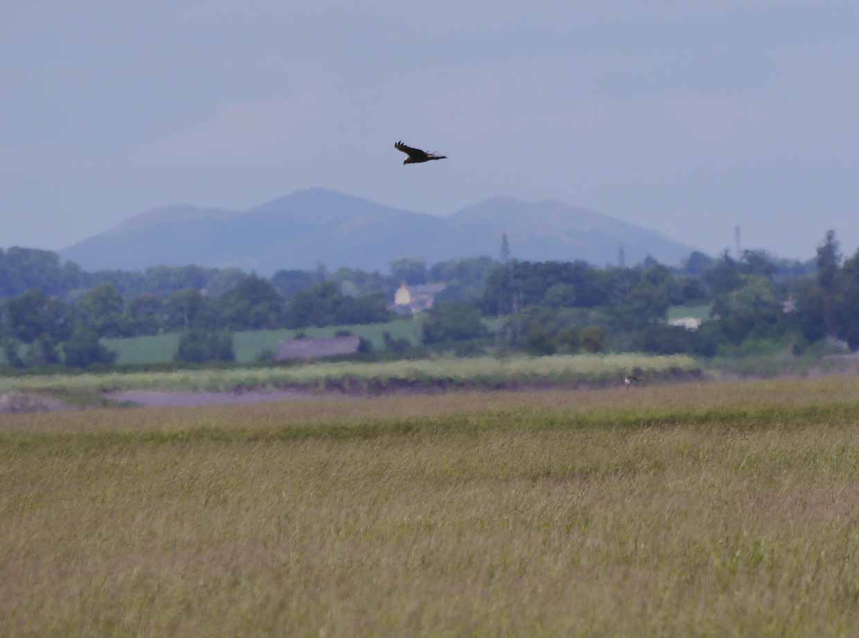 Marsh Harrier over the Dumbles, Malverns backdrop, MJMcGill