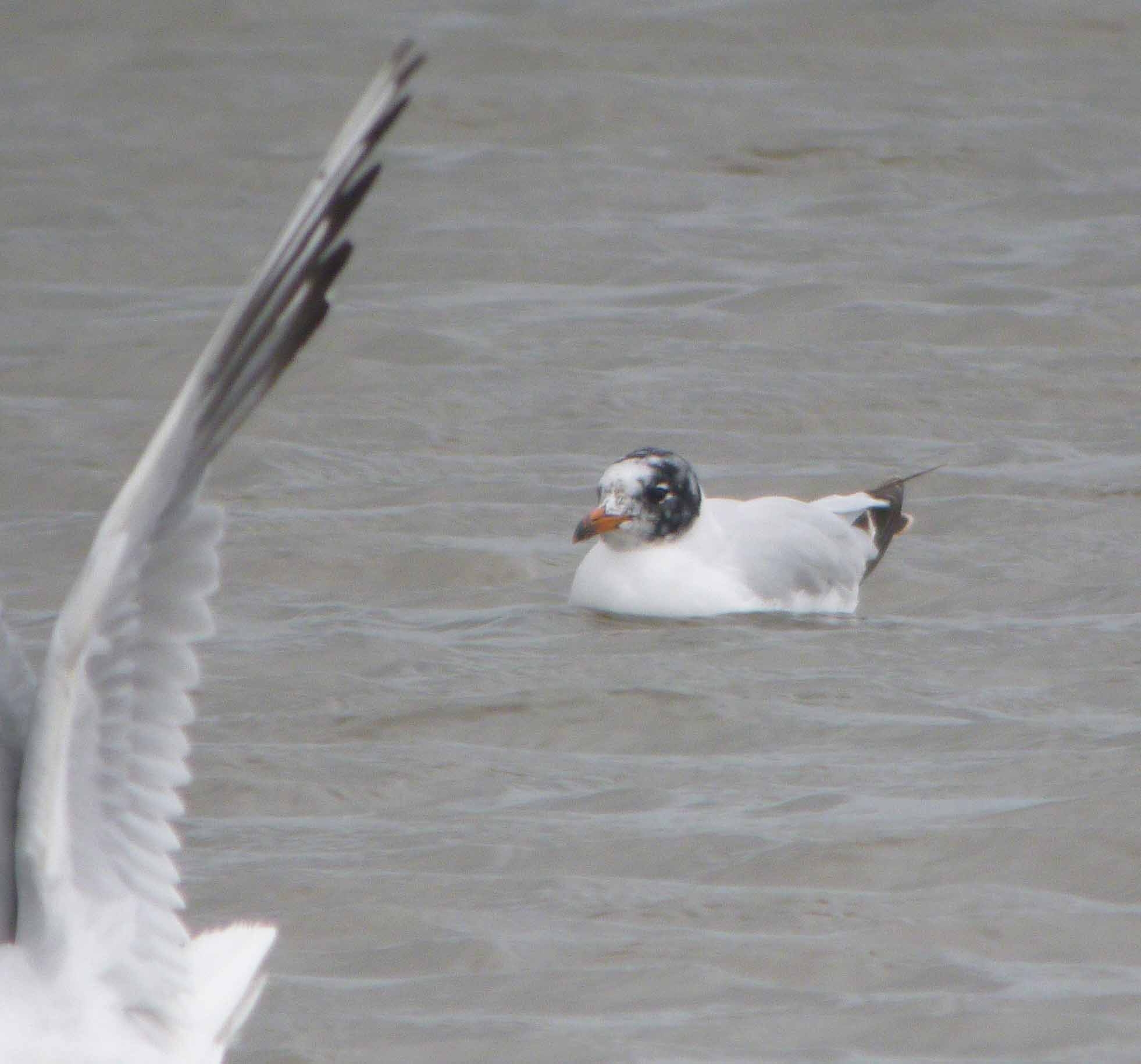 Mediterranean Gull, 1st summer, TNP, MJMcGill