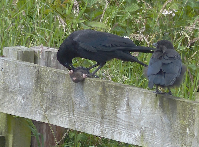 Carrion Crow adult with juvenile  tucking into Mole for lunch (G. Taylor)