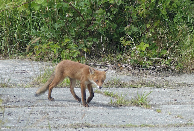 Fox cub in front of Ron Barker Hide today (G. Taylor)