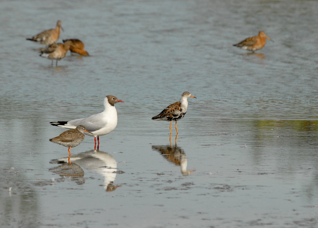 Ruff and Common Redshank with a Black-headed Gull at Slimbridge by James Leese (Archive Picture)