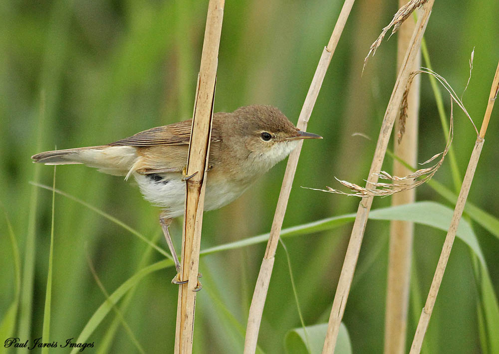 Reed Warbler taken by Paul Jarvis (Archive Picture)