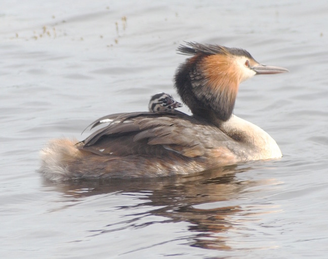 Great Crested Grebe with chick taken on 23 June (T. Disley)