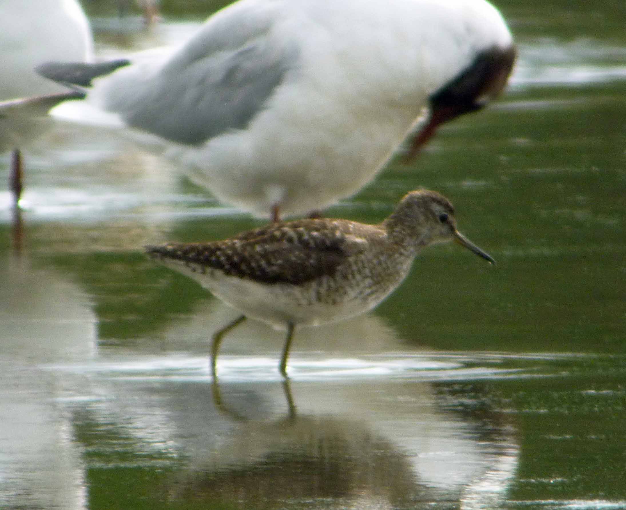 Wood Sandpiper