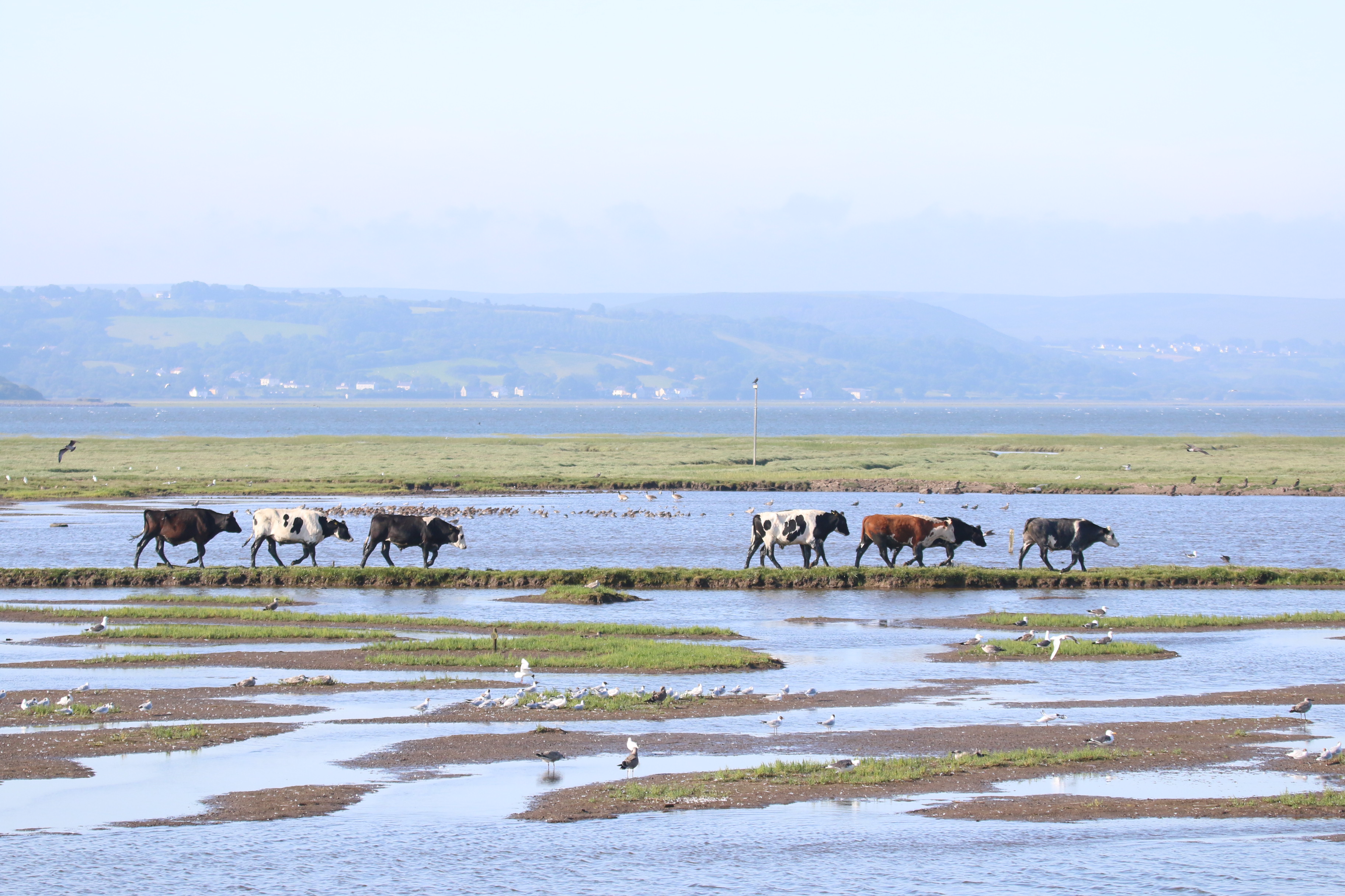 Cattle On The Marsh, Cr Rob Werran