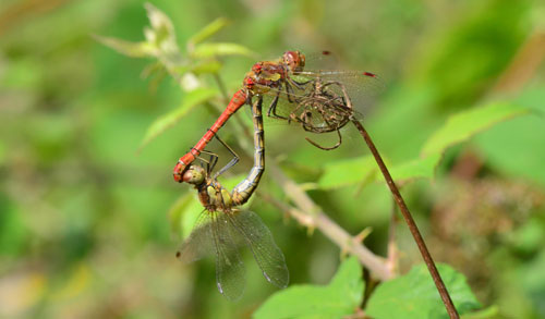 Common darters in a mating wheel