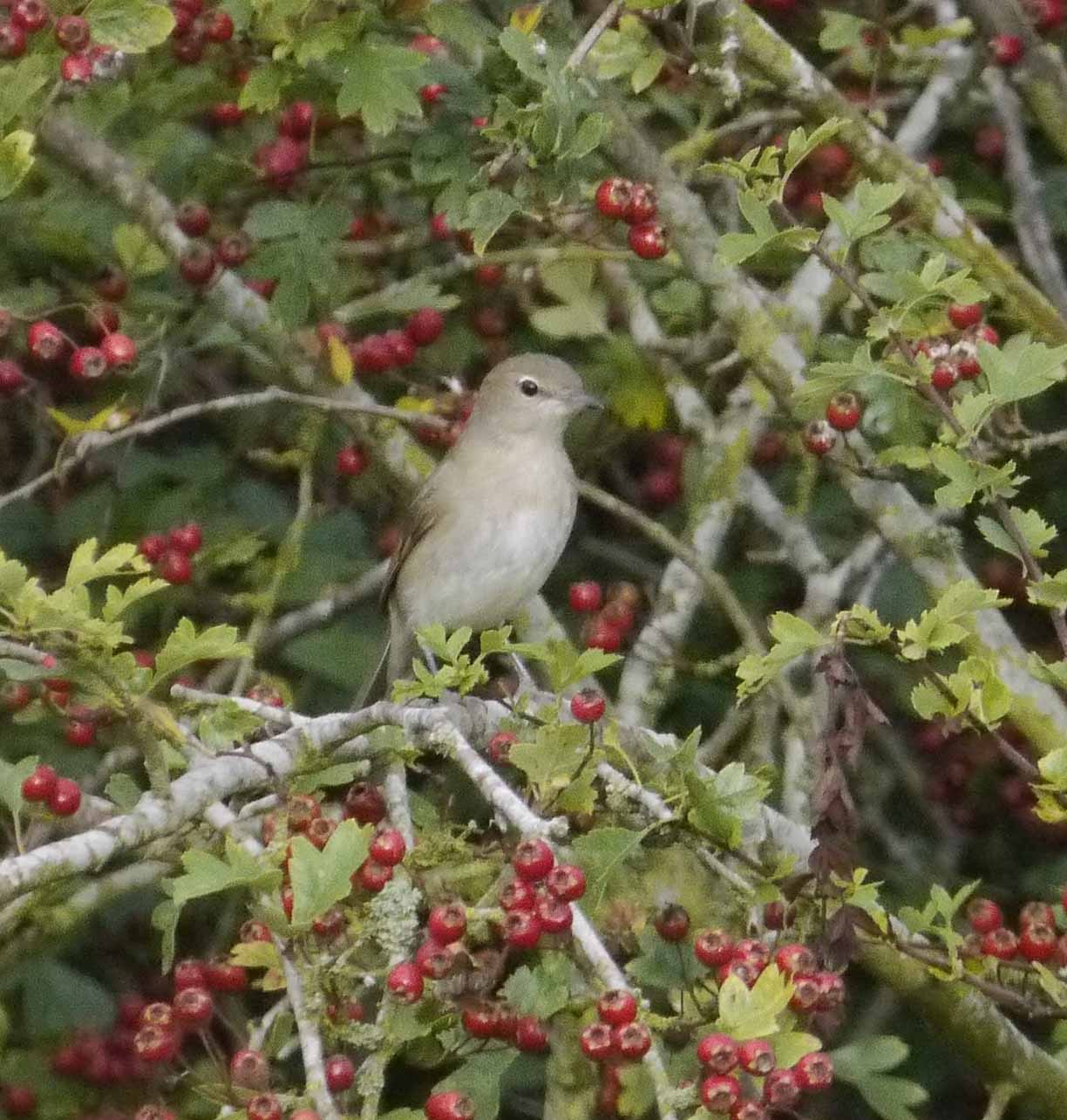 Garden Warbler, Holden Tower, MJMcGill