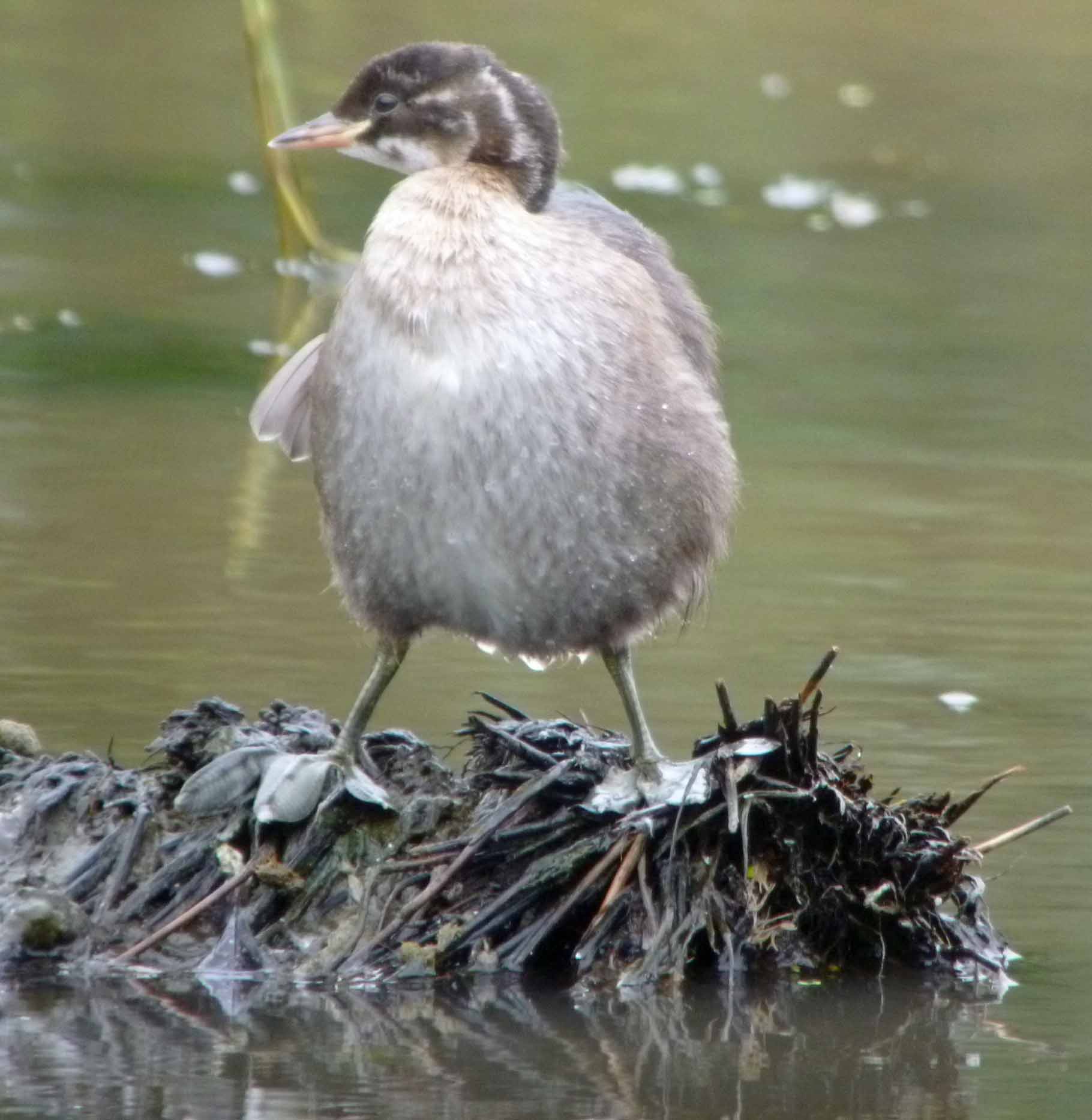 Juvenile Little Grebe, MJMcGill