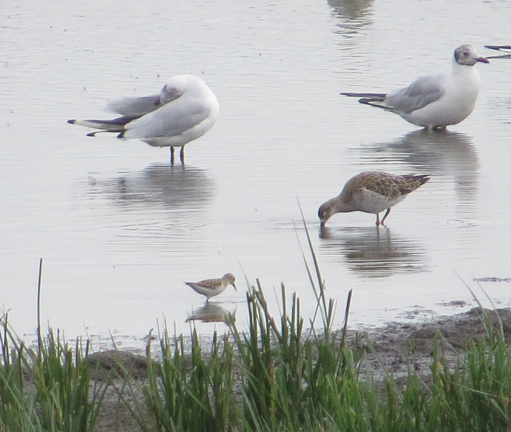 Little stint