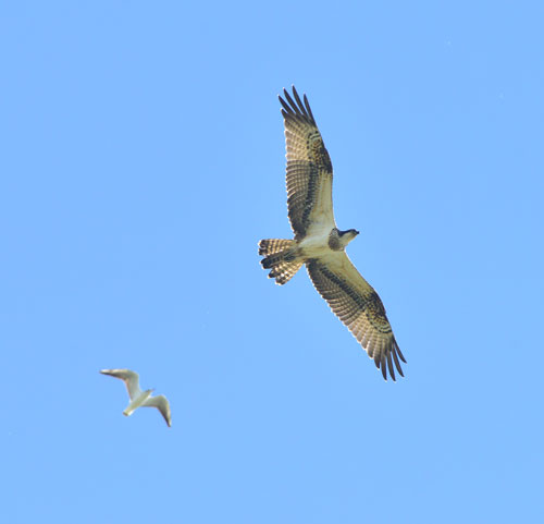 Osprey-in-flight-with-bhg-PS001