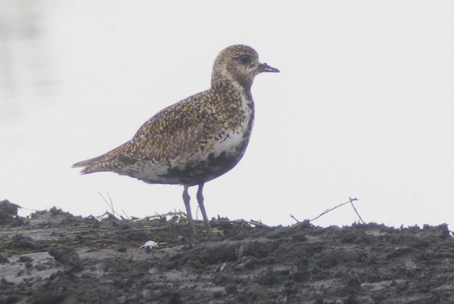 Golden Plover dropped in to the new mud by Ron barker (T. Disley)