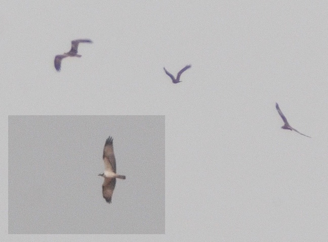 Juvenile Osprey being escorted offsite by two Marsh Harriers (T. Disley)