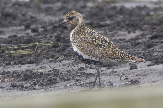1st summer Golden Plover showing worn brown outer primaries and worn brown wing coverts (T. Disley)