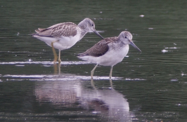 Two of the 4 Greenshank from Harrier Hide (T. Disley)