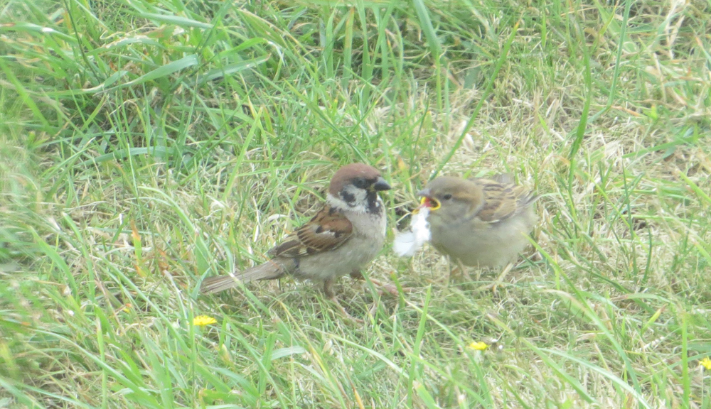 Tree sparrow and young by Gill McCoy