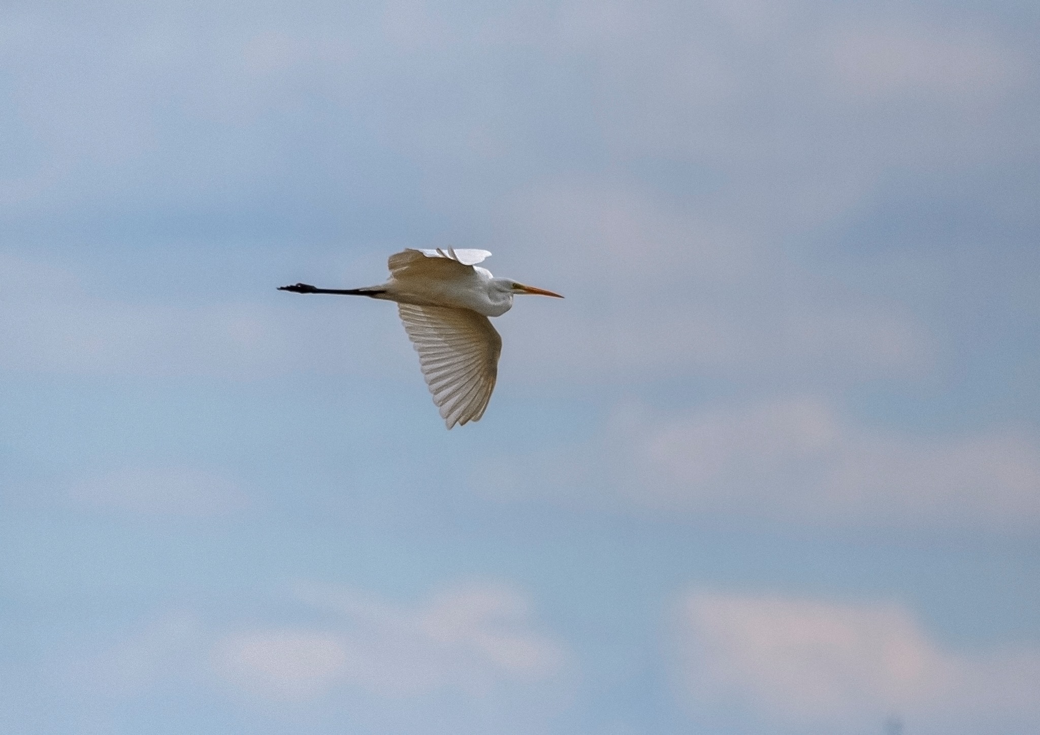 Great Egret flying over the Folly Pond. Photo taken by Alex Hillier