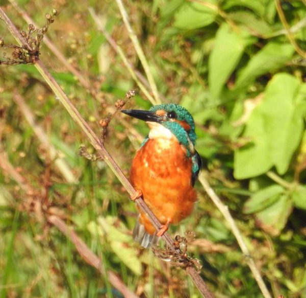 Kingfisher near the boat jetty on Thursday afternoon. Photo by Nicky MacQueen