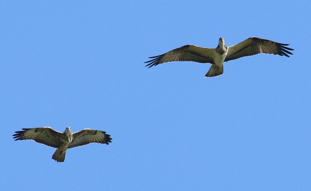 A buzzard (left) chases off the juvenile osprey at Arundel on Tuesday. Photo: Russell Tofts