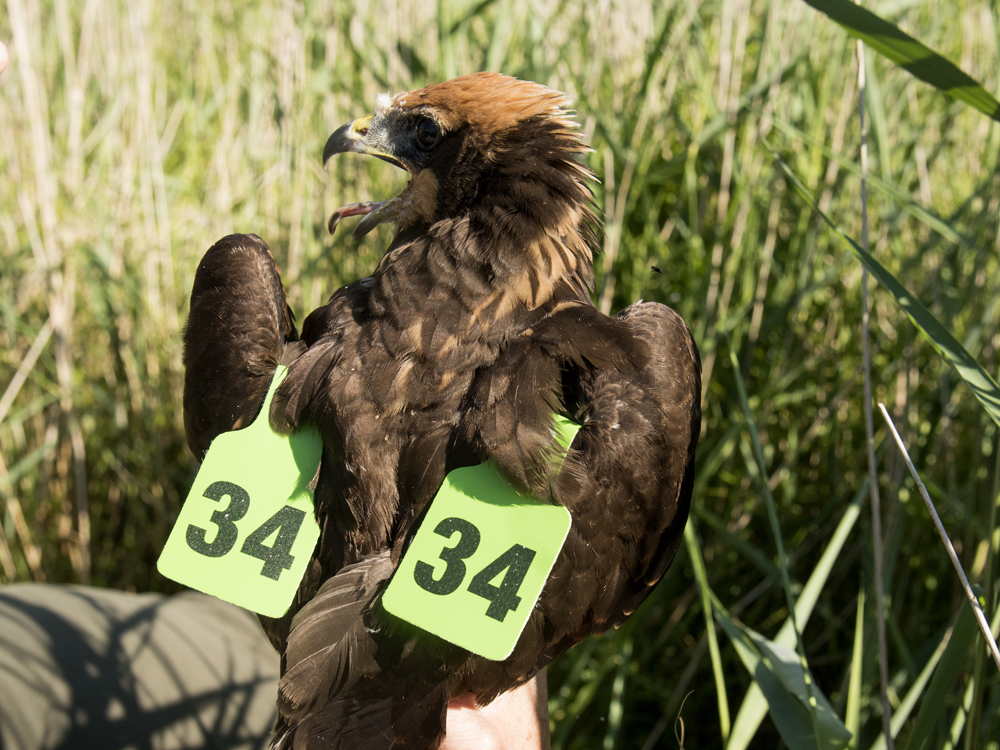 Marsh harrier being tagged by Hawk & Owl Trust by Andy Thompson