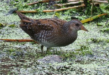 Spotted Crake, Slimbridge