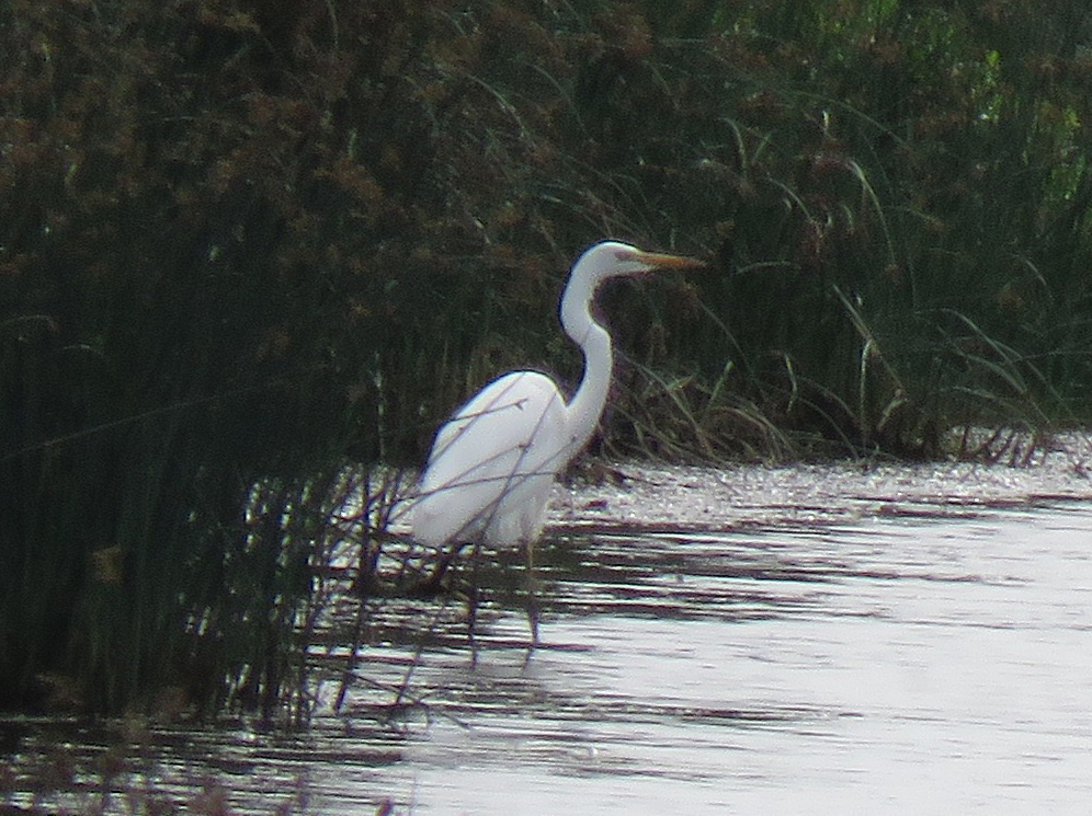 Great White Egret