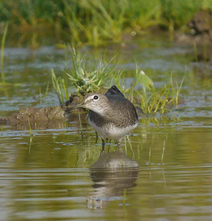 Green Sandpiper, MJMcGill