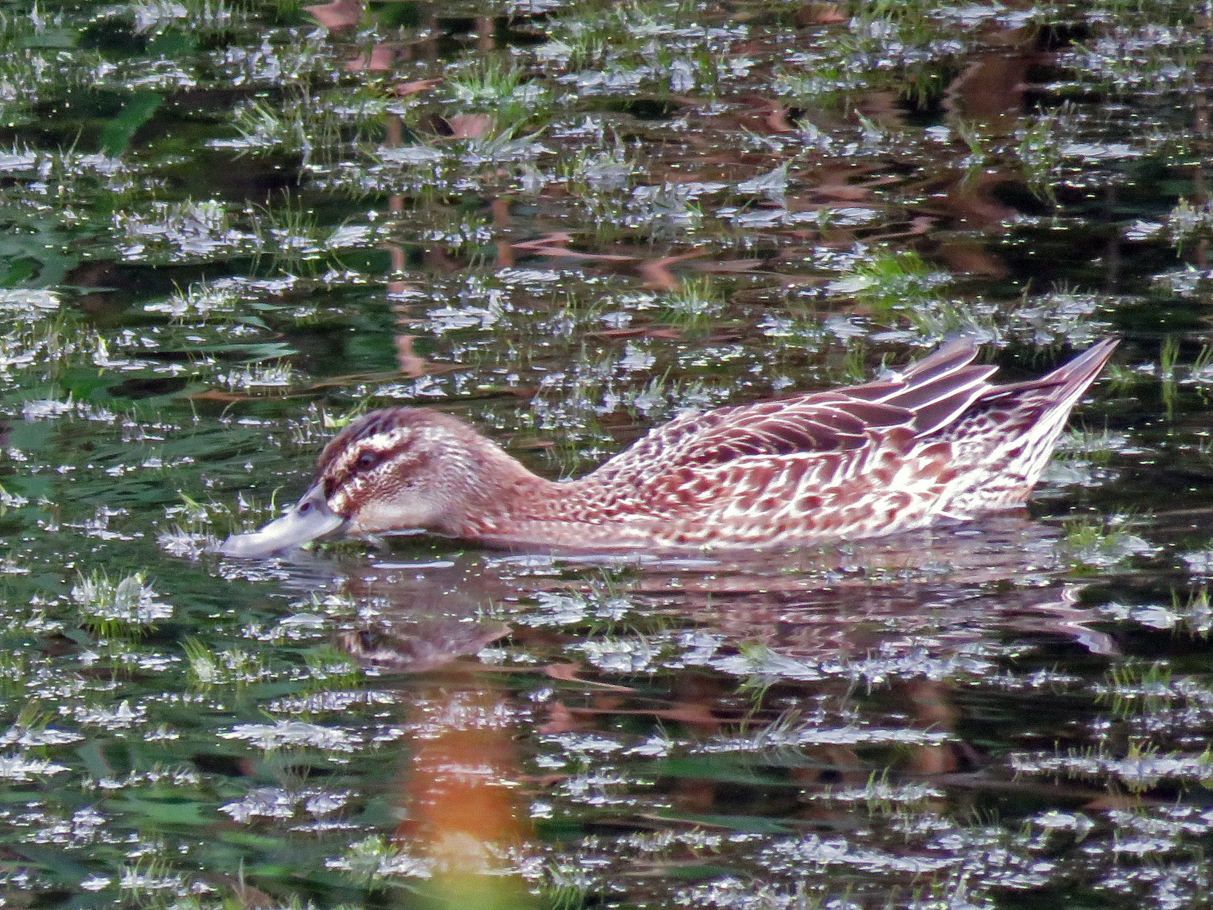 Garganey