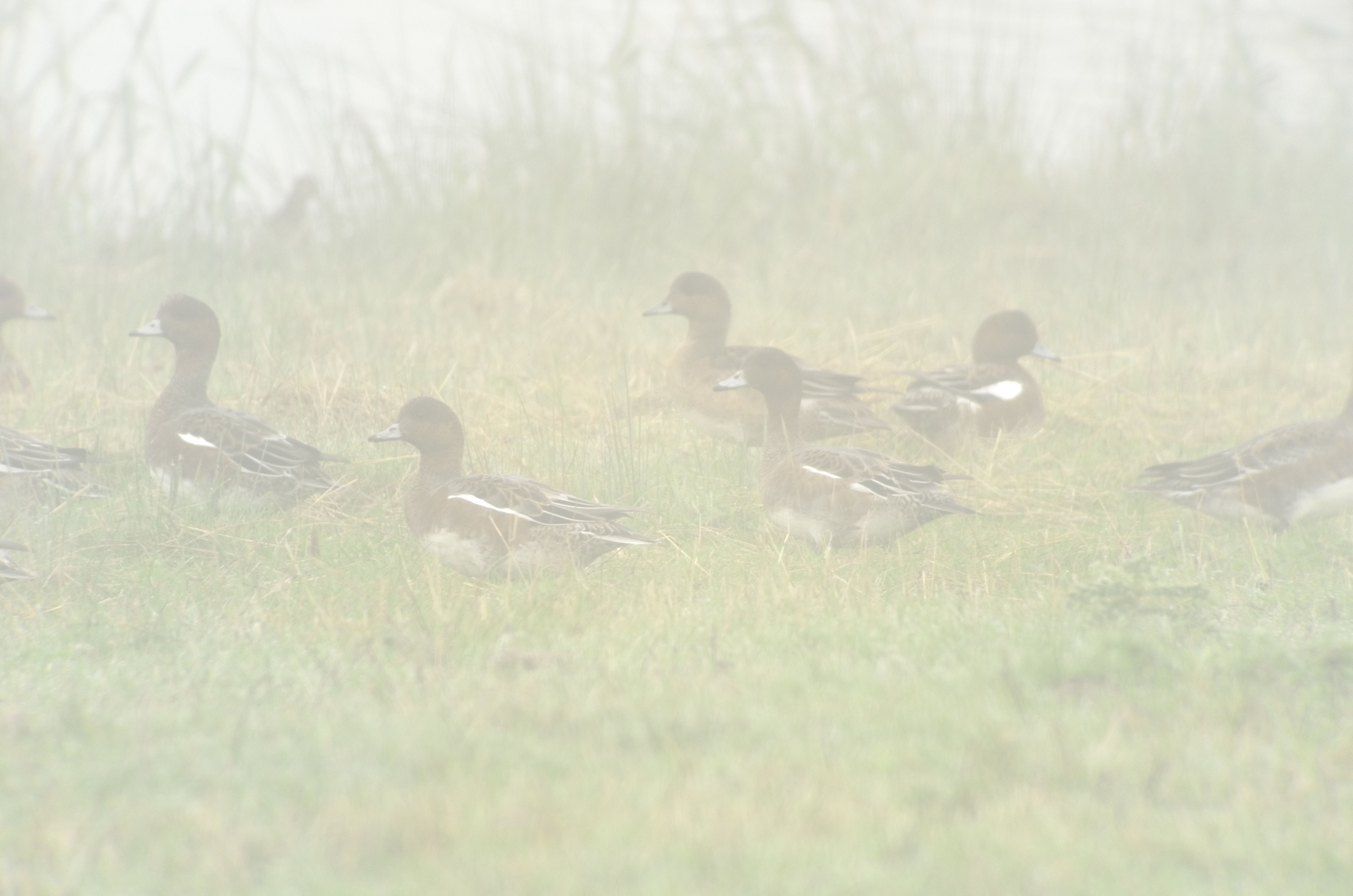 Wigeon in the fog