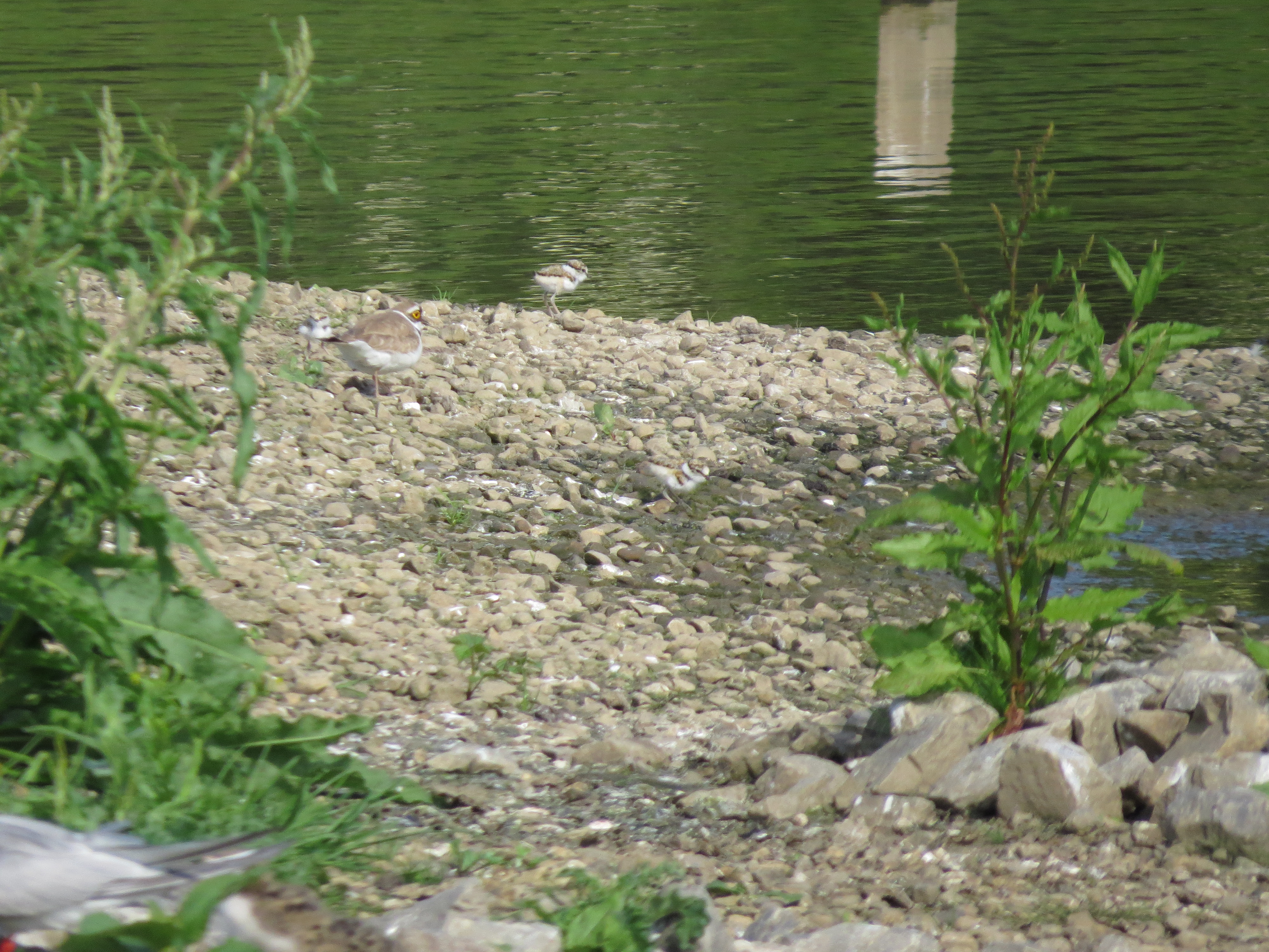 Little ringed plover with chicks