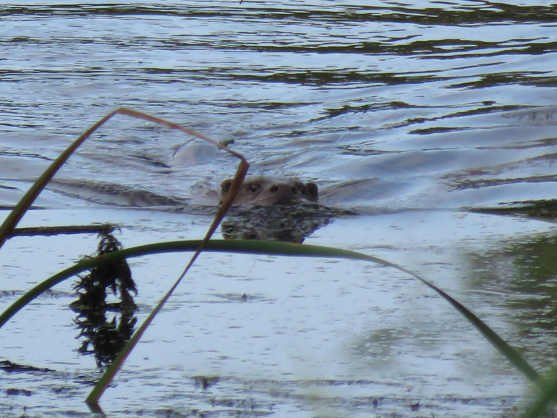 Otter from Kingfisher Hide