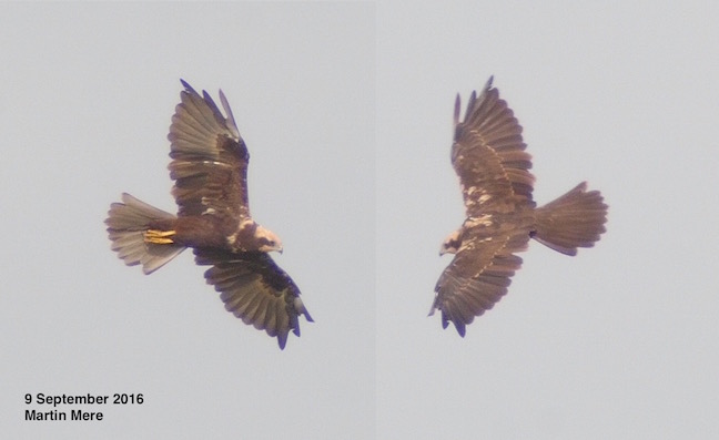 Marsh Harrier one of at least 5 birds around at the moment (T. Disley)
