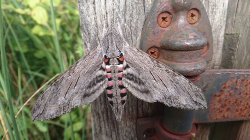 A privet hawkmoth on the boat jetty. Photo by Jon Boon.