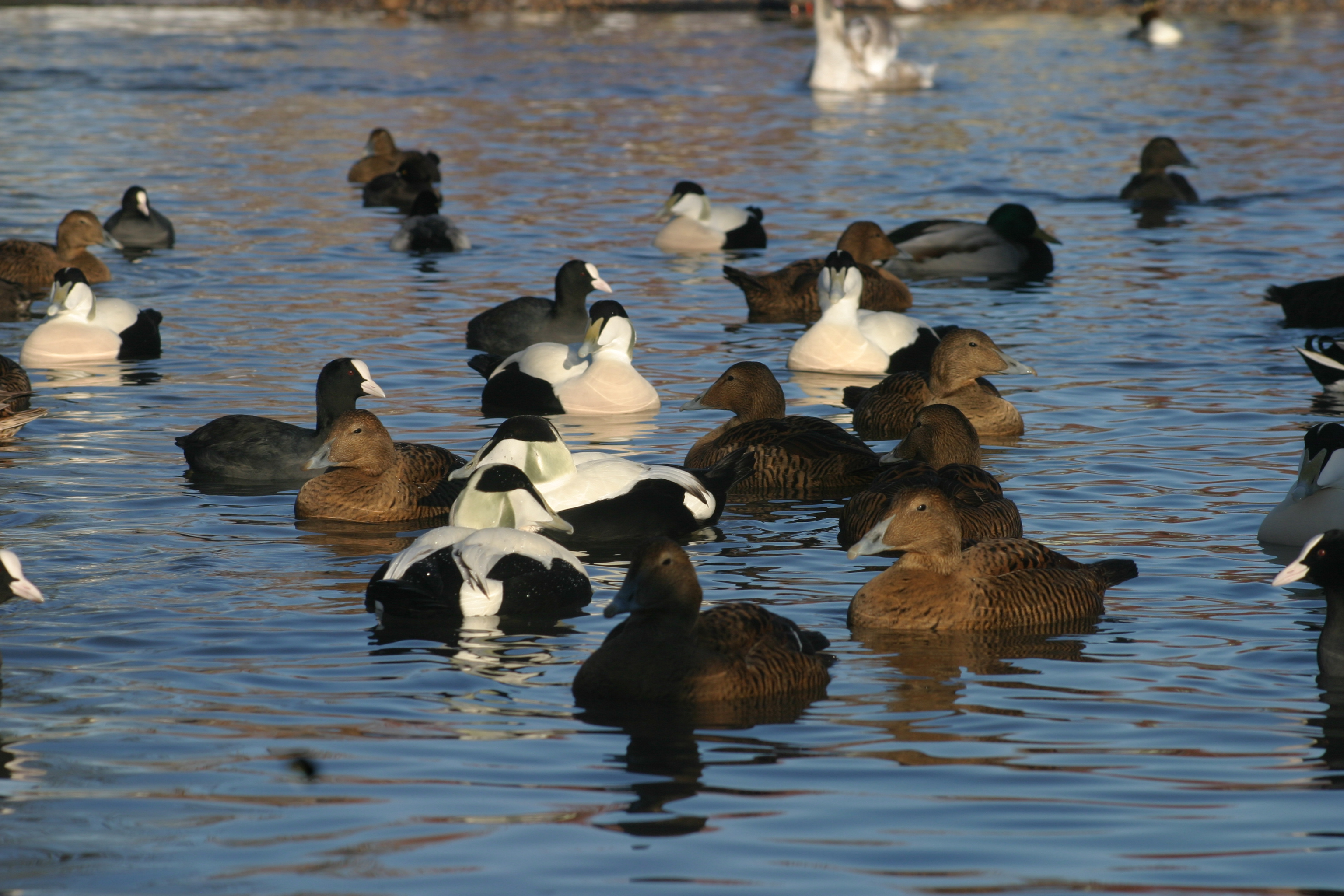Flock of Common Eider at Slimbridge (captive)