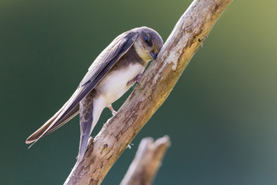Sand martins are really moving through the reserve now mixed in flocks with house martins. Photo by Keith Humphrey