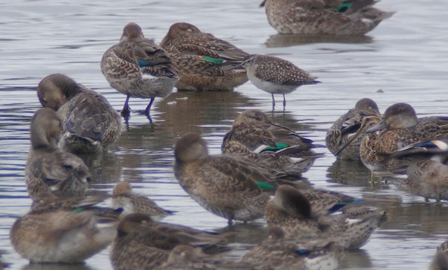 Juvenile Wood Sandpiper with Dunlin, Snipe and lots of Teal (T. Disley)