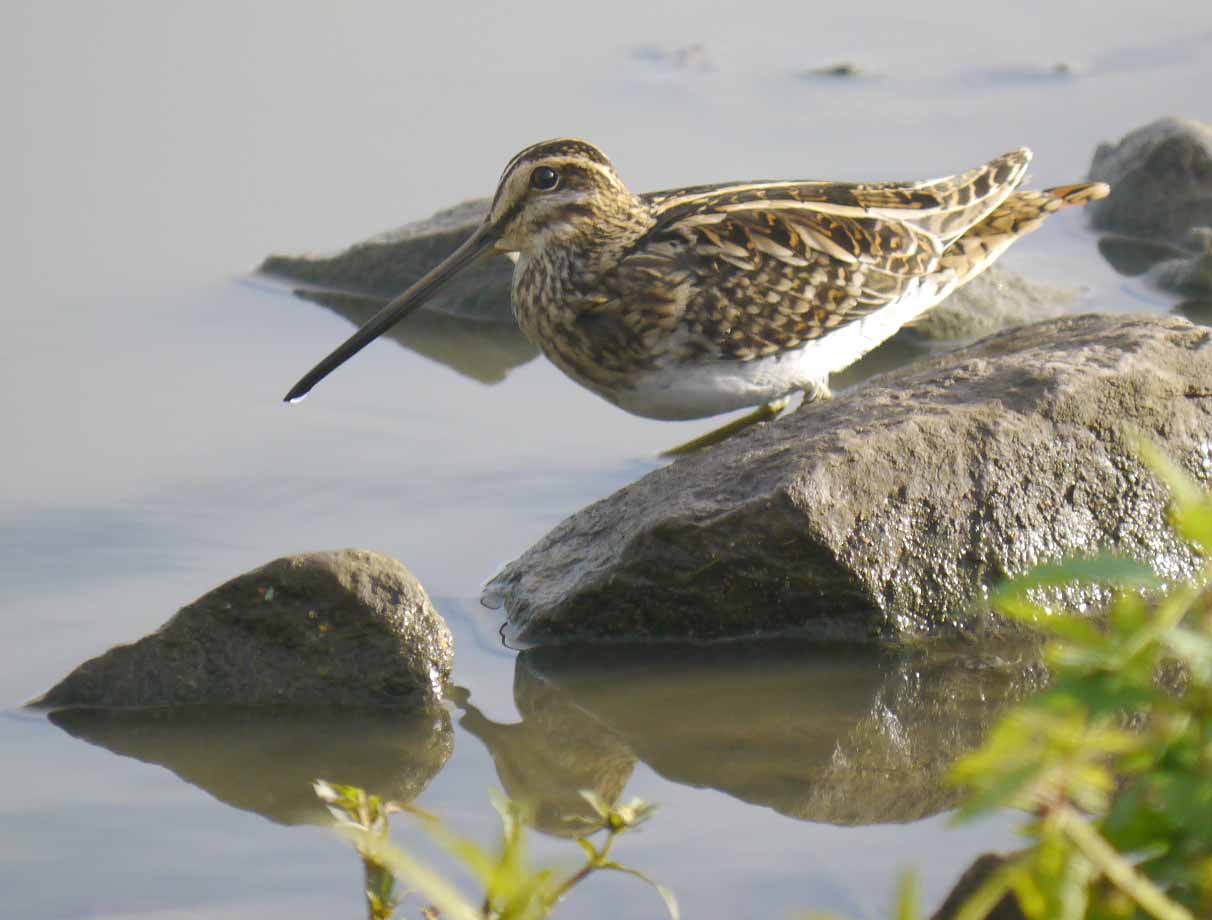 Snipe, MJMcGill