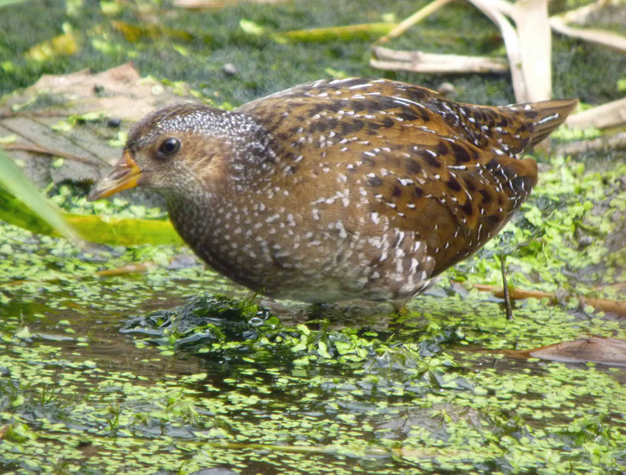 spotted-crake-mjmcgill