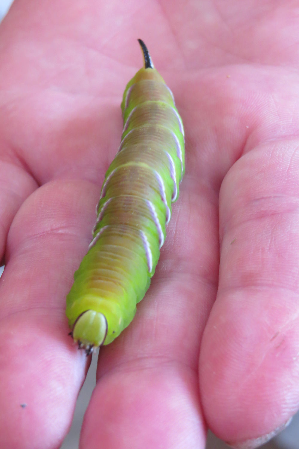 Privet hawk-moth caterpillar