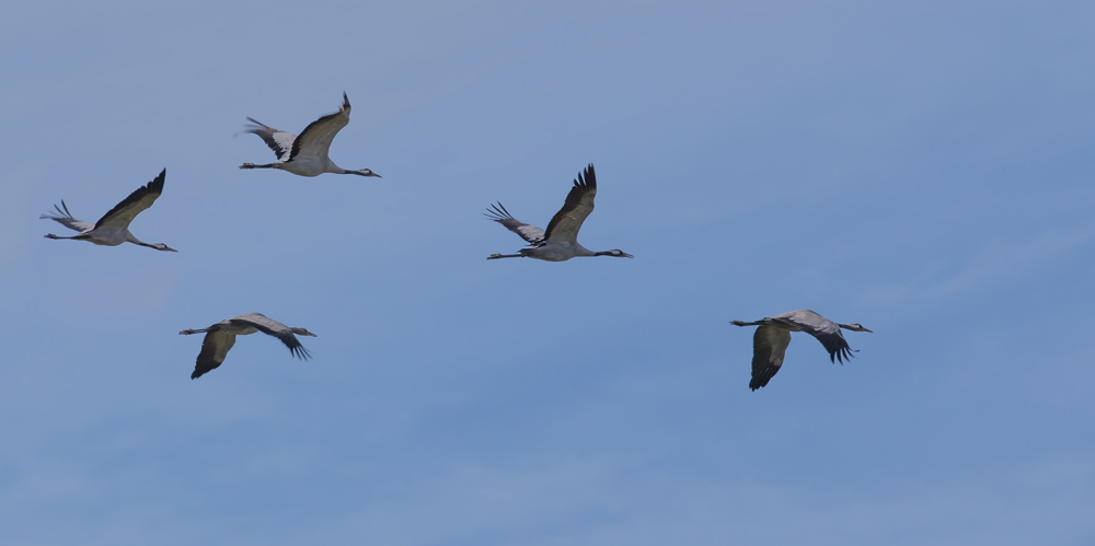 Cranes by Roger Rawson