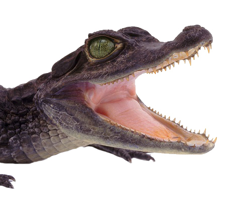 Nile Crocodile (Crocodylus niloticus) juvenile