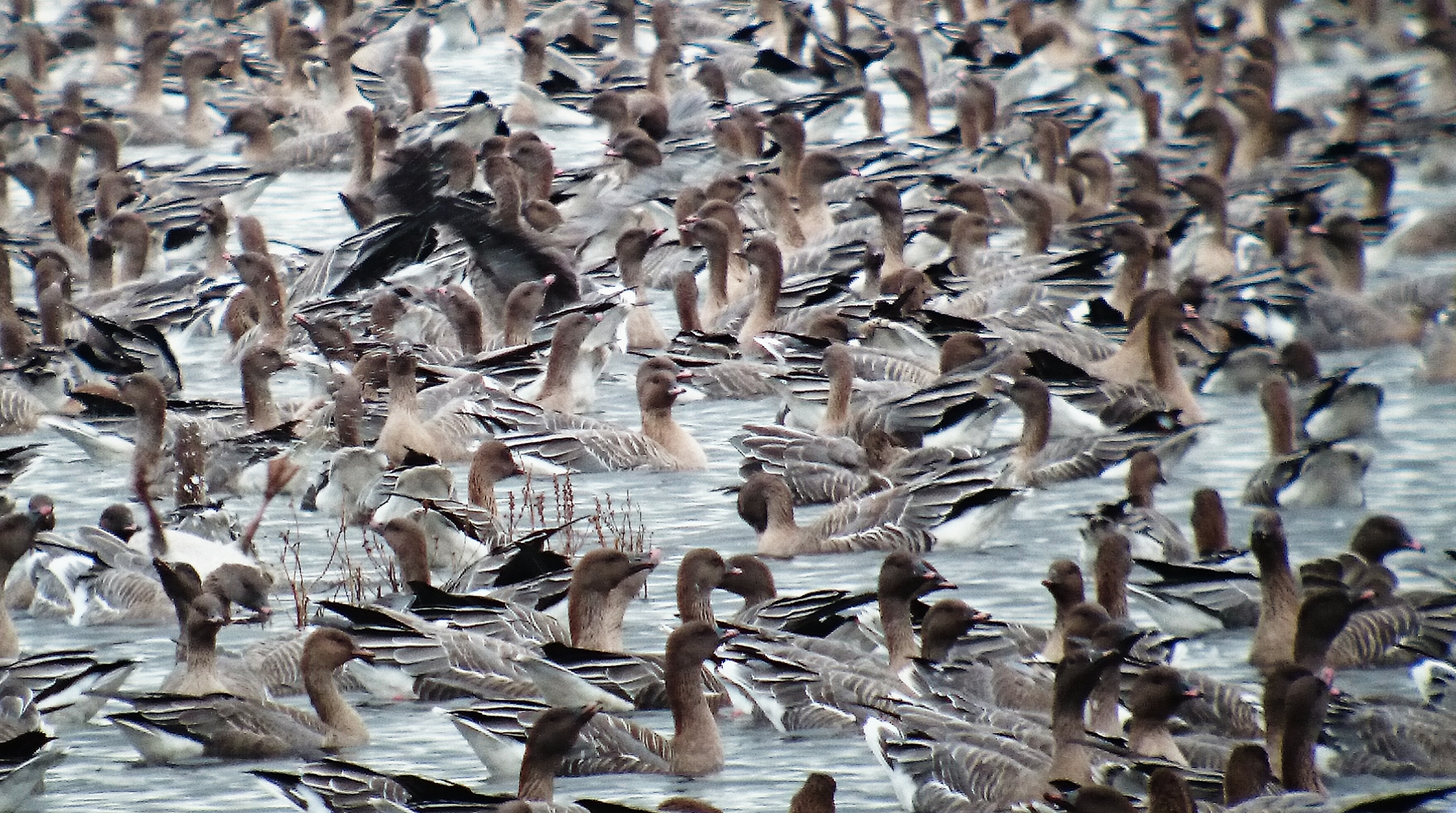 Pink-footed Geese from October 2014