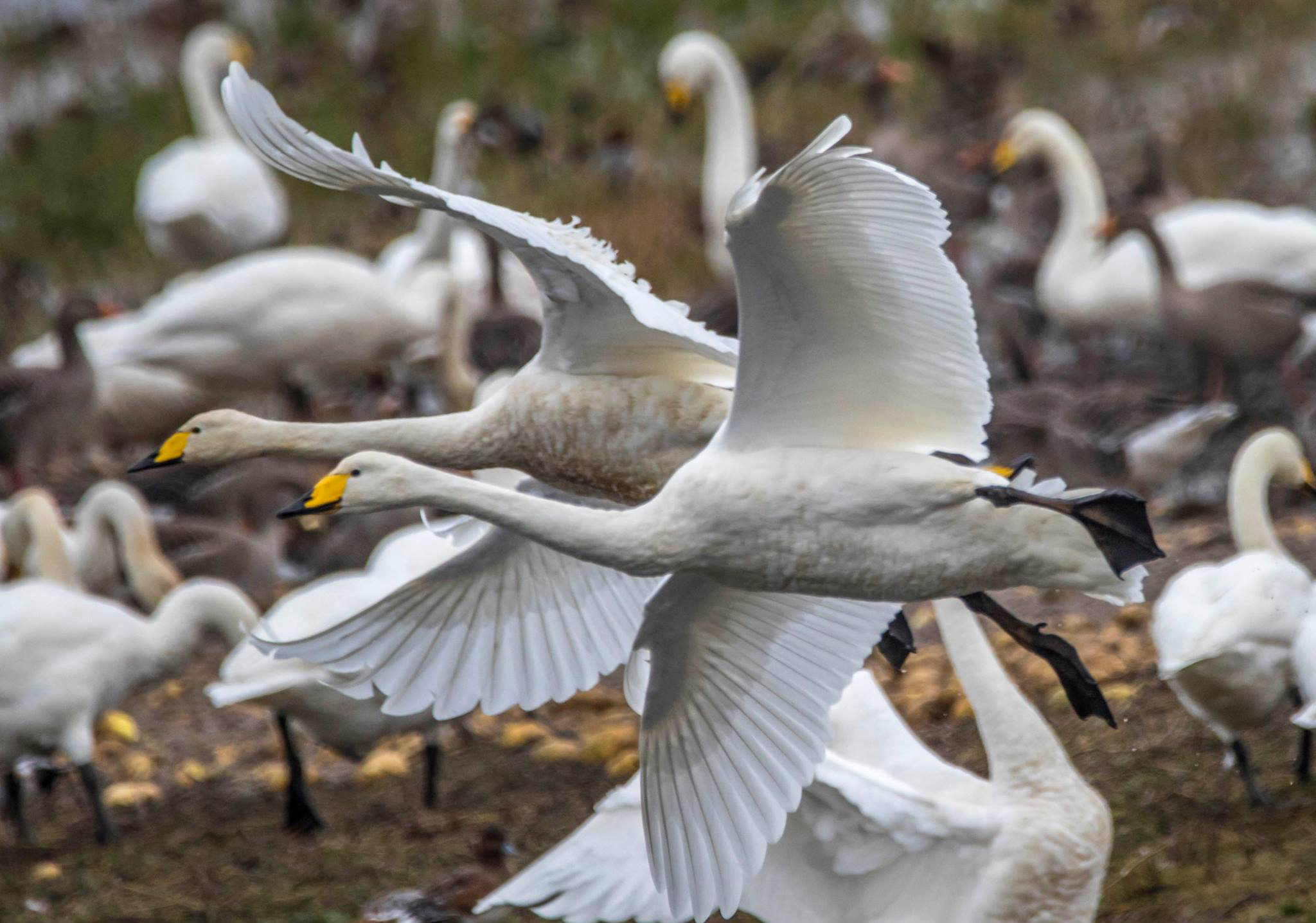 Whooper swans by Heather Lowe