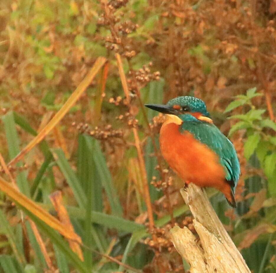 Kingfisher photographed on Sun 30 Oct by Anthony Plummer