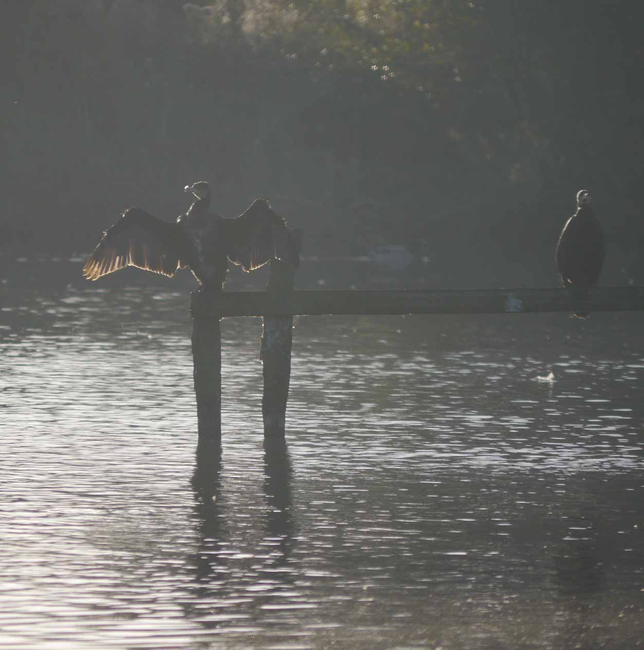 cormorants