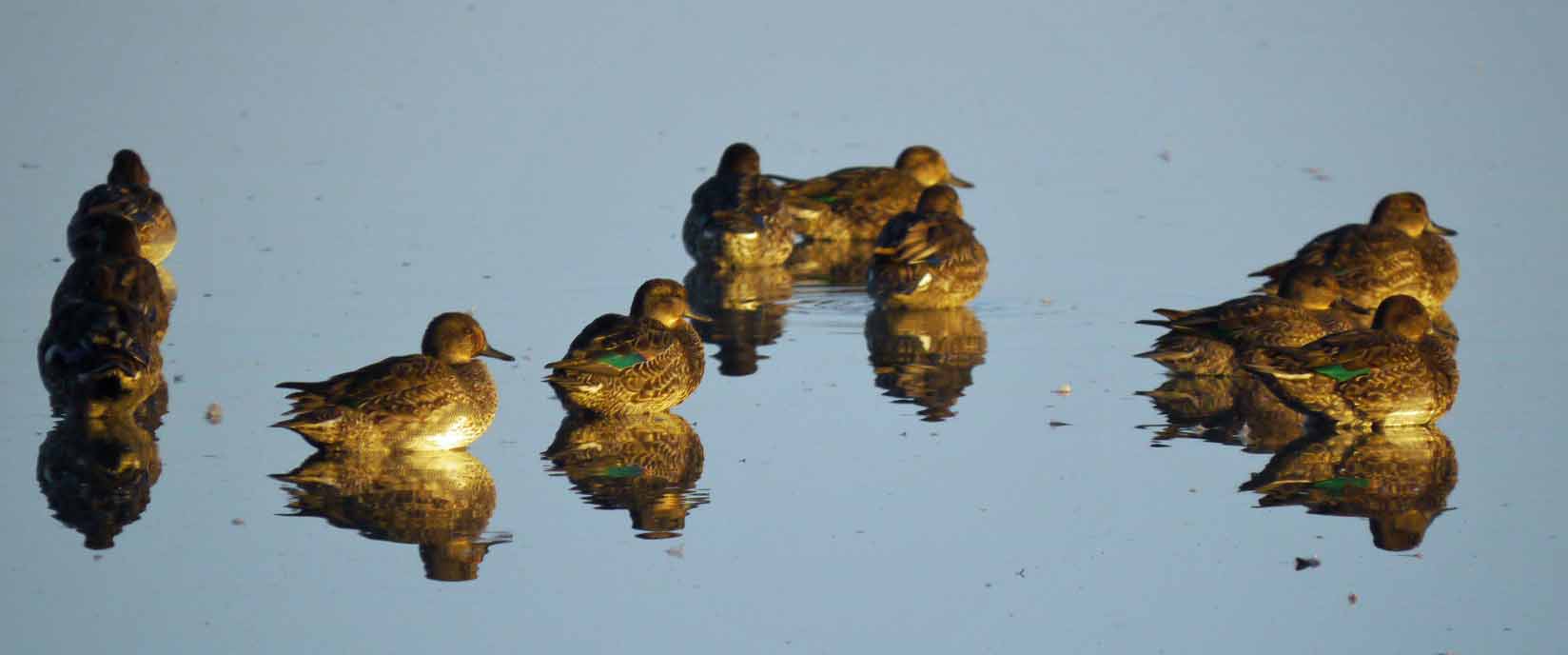 eurasian-teal-morning-sun-mjmcgill