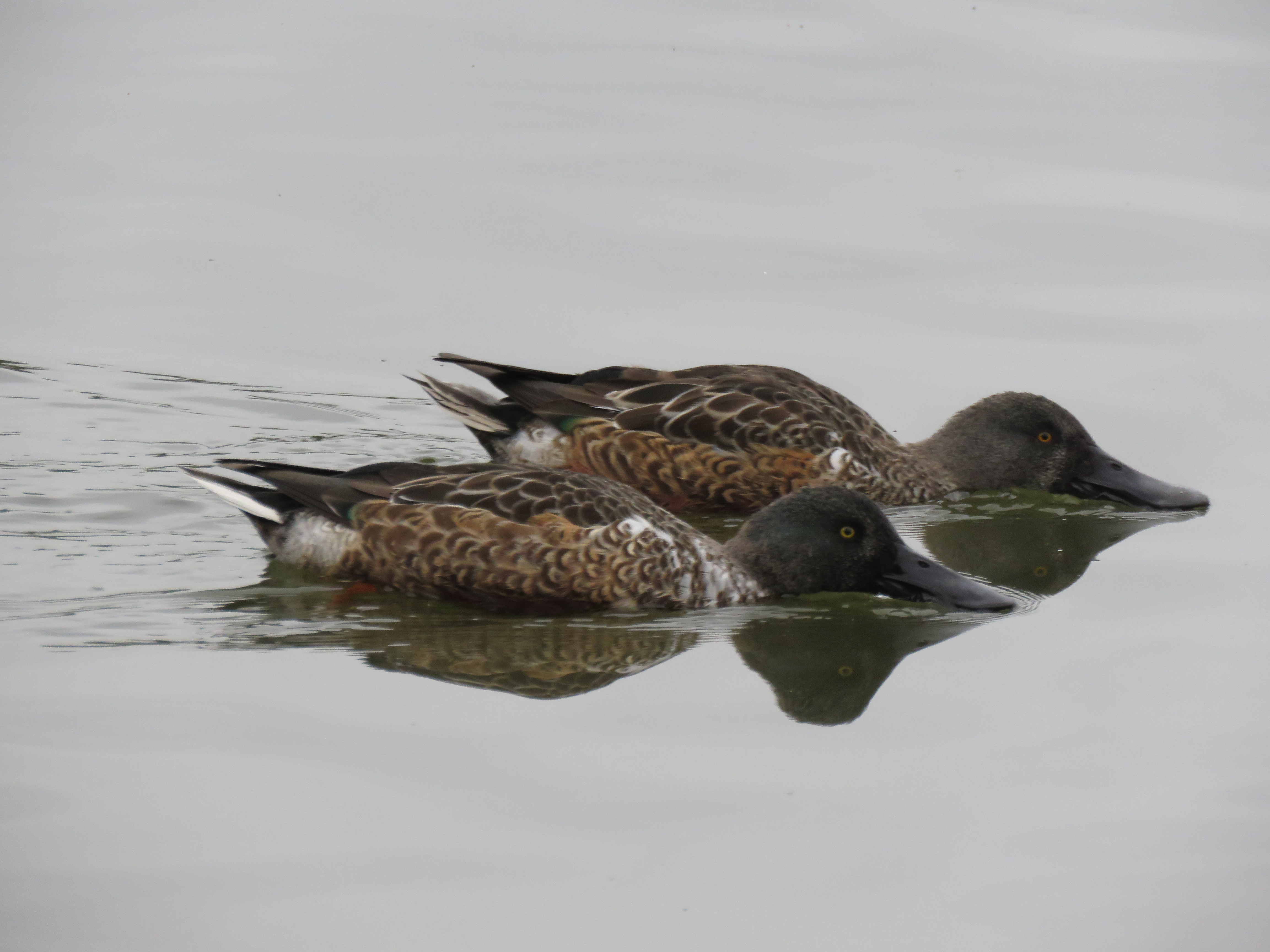 Shoveler