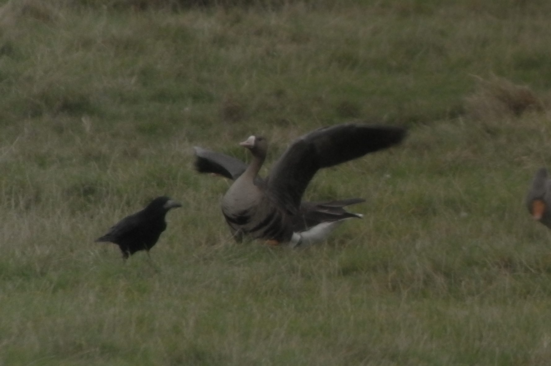 White-fronted Goose on The Dumbles