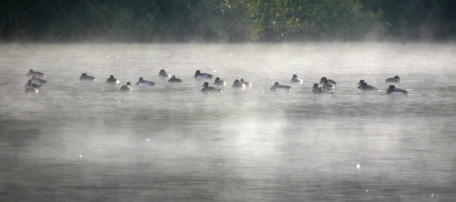 tufted-ducks-in-the-mist