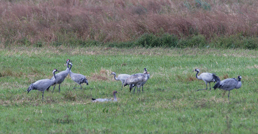 Cranes by Bob Ellis